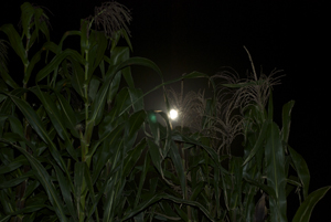 The corn shows up in the moonlight.
